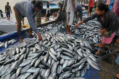  Ikan King Kobia Masuk Pasar Global 2020